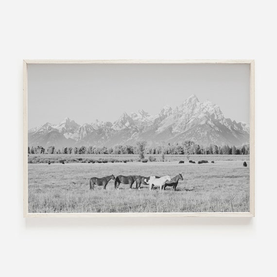 Horses in Grand Teton Black and White Art Print