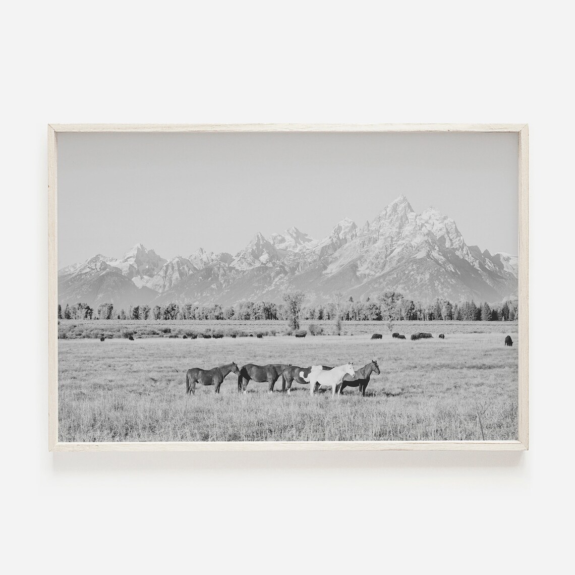 Horses in Grand Teton Black and White Art Print