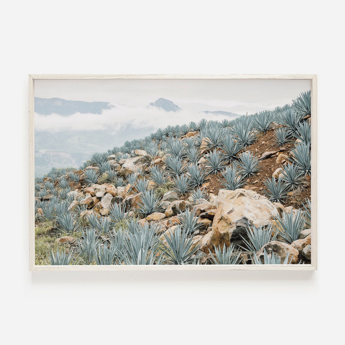 Blue Agave Mountainside Rocky Slope Above Clouds Mexico Farm Poster