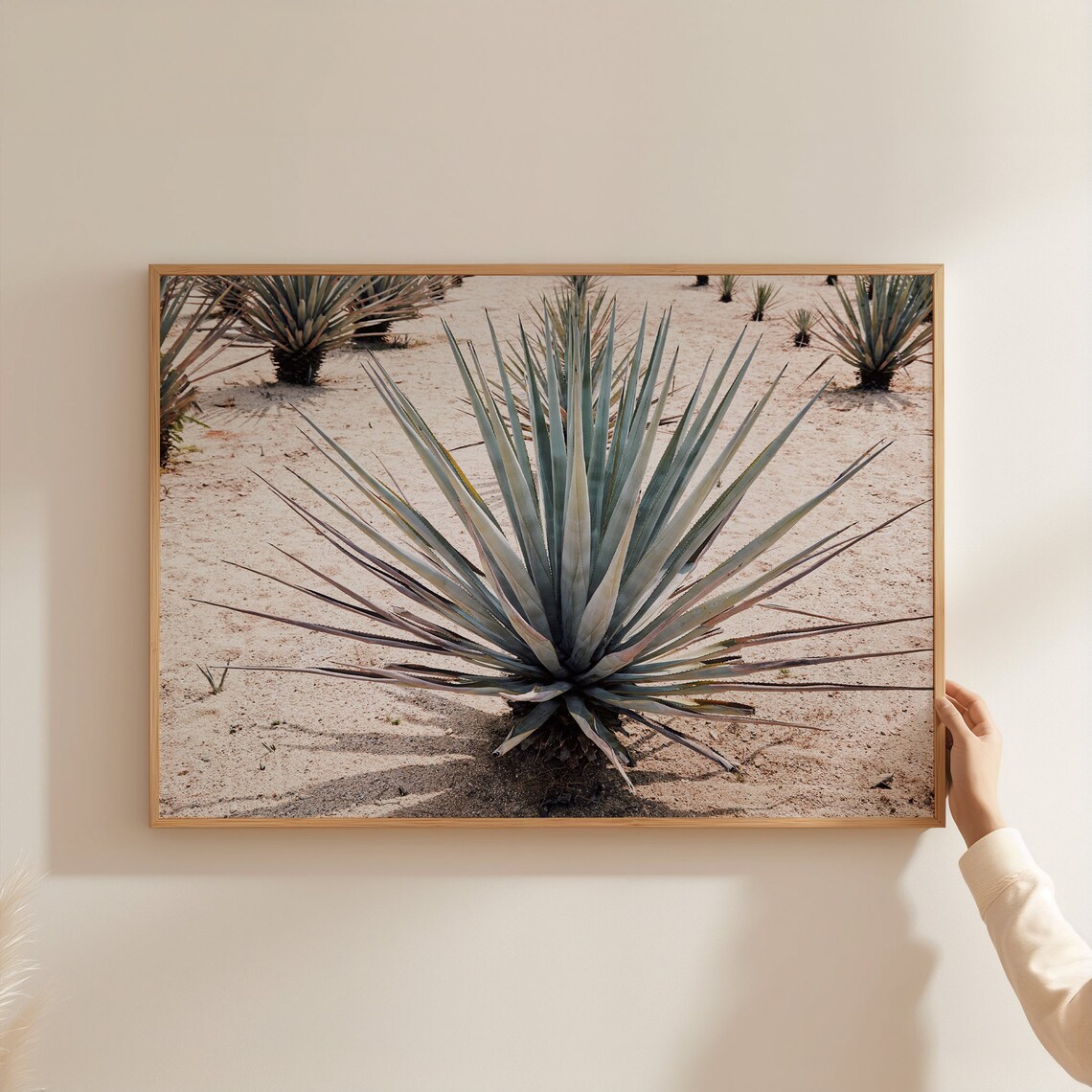 Blue Agave Field Rows Tequila Ranch Desert Farm Photography Poster - Image 3
