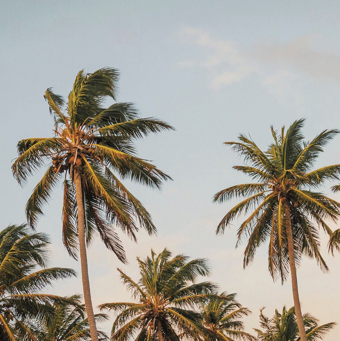 Tropical Coconut Palm Trees Sunset Sky Golden Palm Grove Travel Poster - Image 2