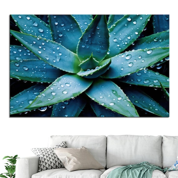 Aloe Vera Plant Water Droplets Macro Botanical Photo Wall Poster