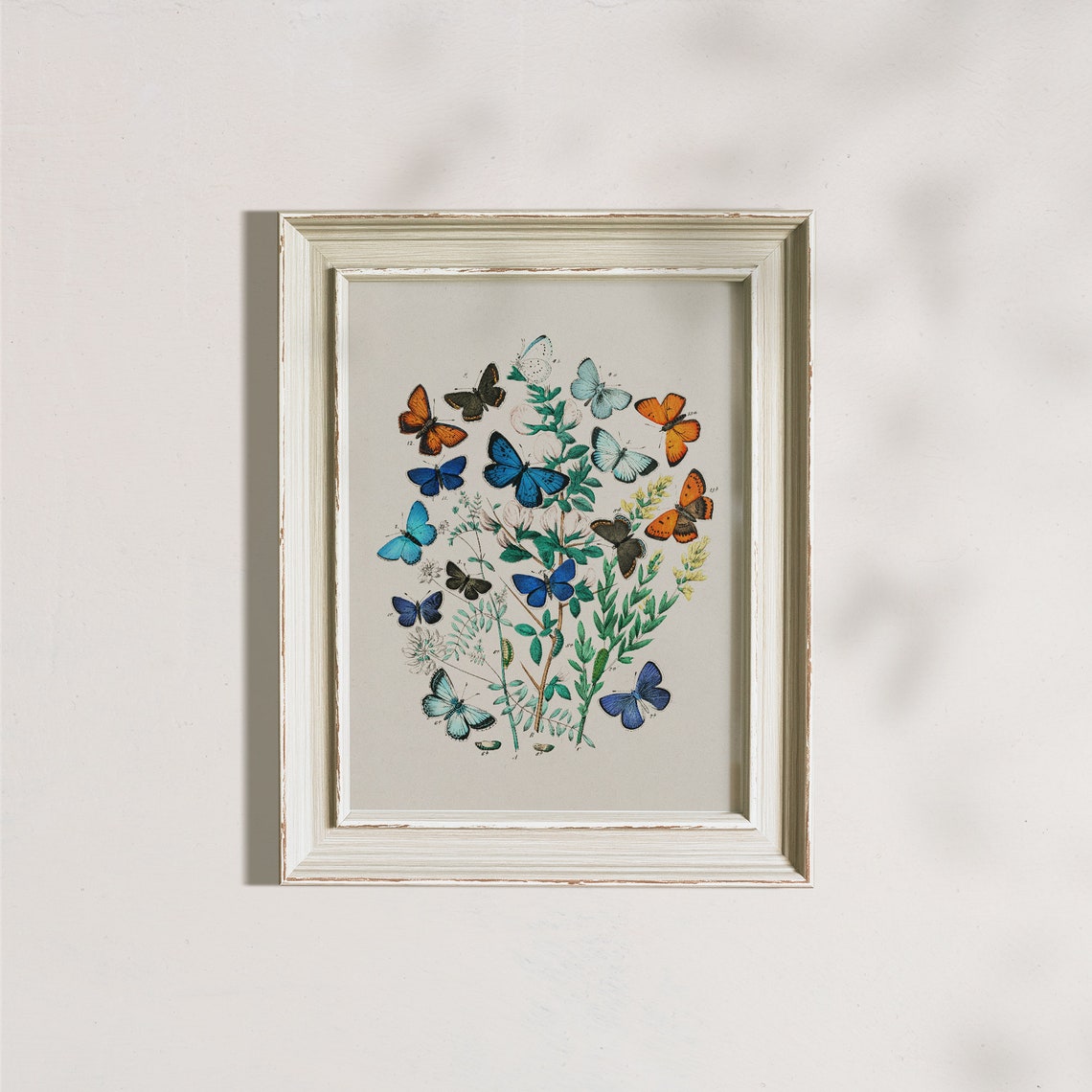 Colorful Antique Butterfly Specimen Plate On Botanical Branches Poster - Image 7