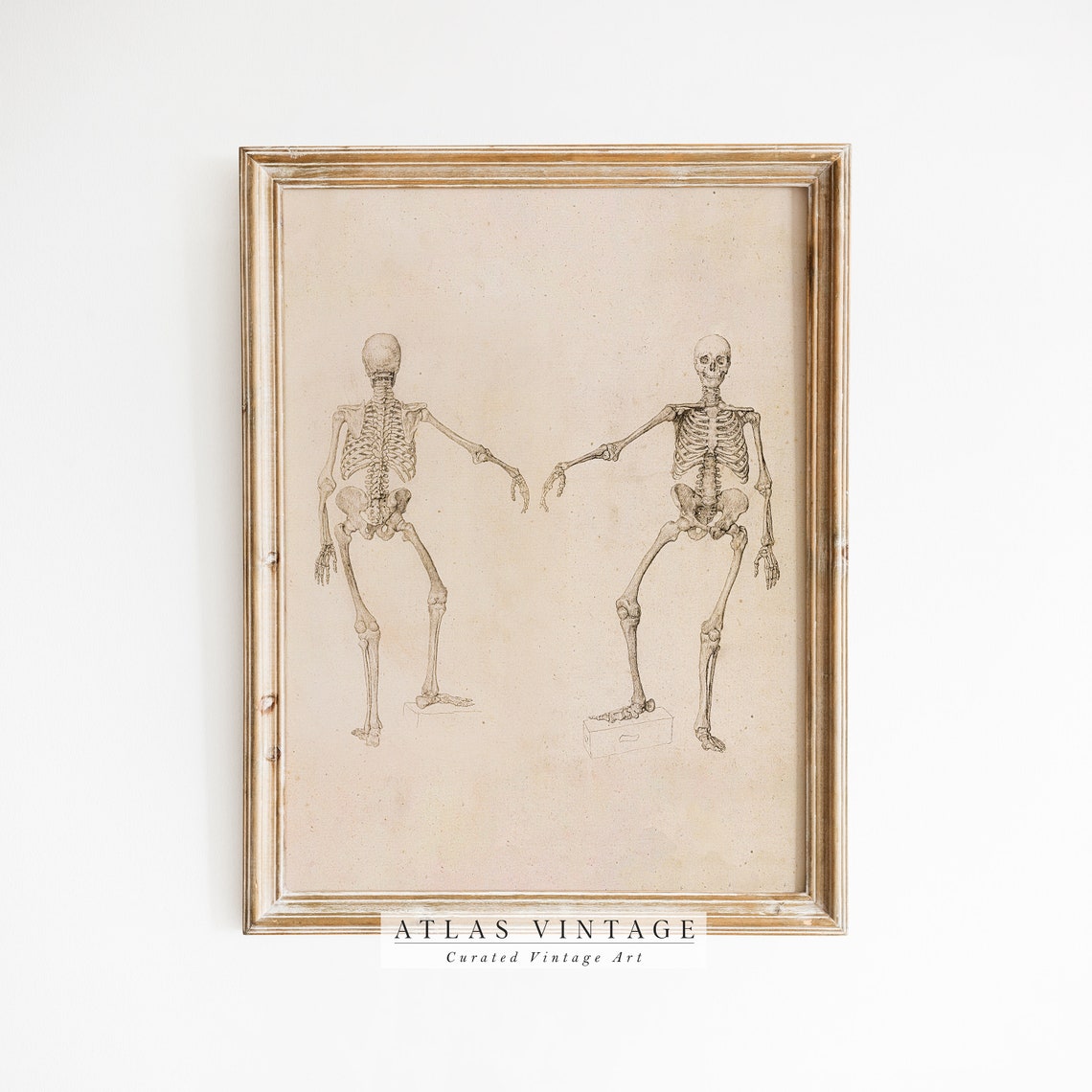 Vintage Anatomical Skeleton Sketches Print Dark Academia Halloween Art