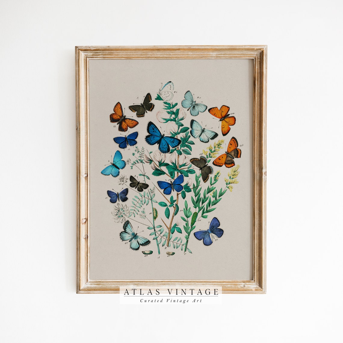 Colorful Antique Butterfly Specimen Plate On Botanical Branches Poster