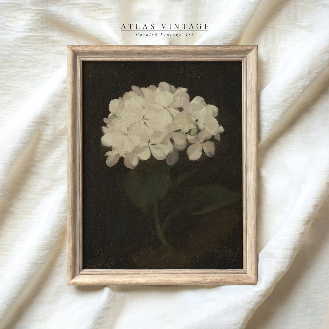 Moody White Hydrangea Bloom on Black Botanical Painting Poster