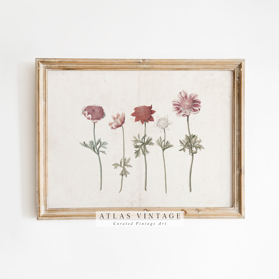 Antique Anemone Wildflower Study Dusty Rose Vintage Floral Poster