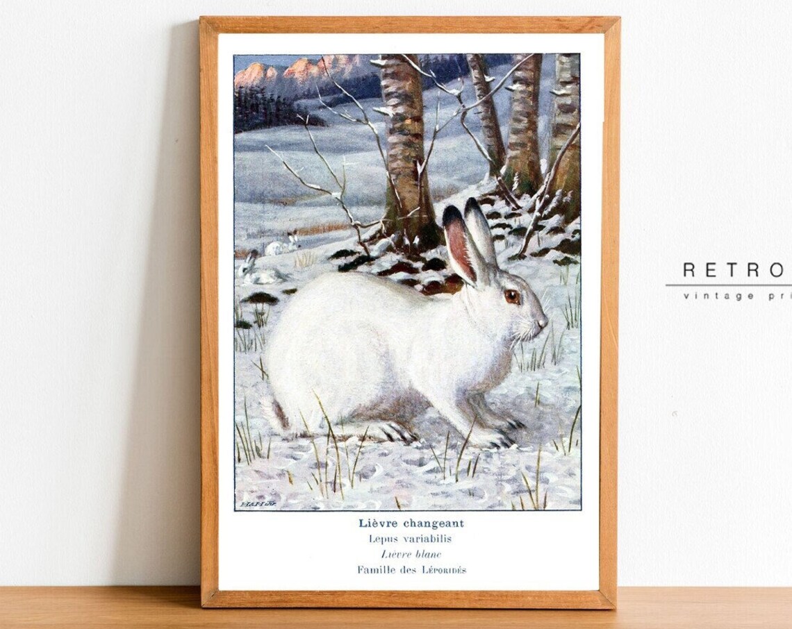 White Mountain Hare Vintage Natural History Print Snow Rabbit Art - Image 2