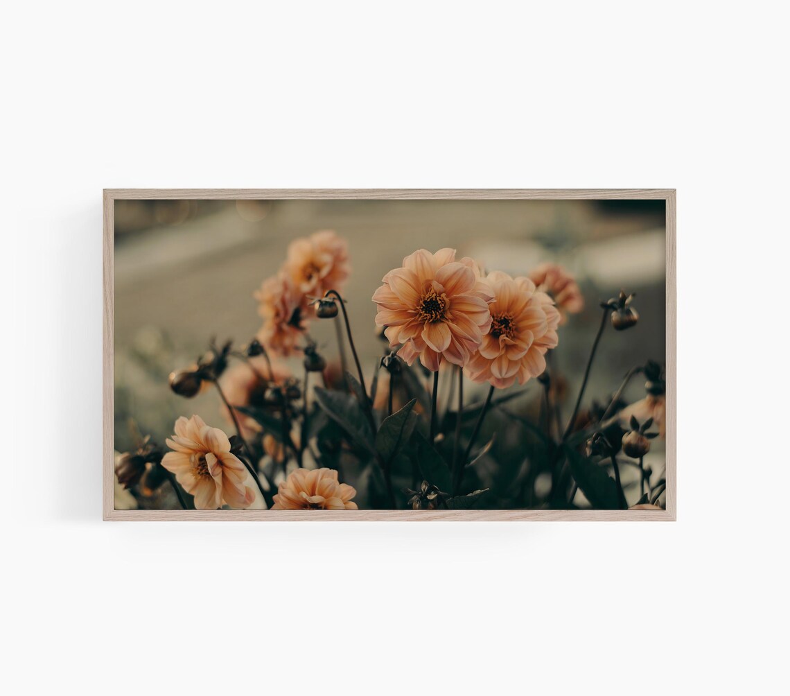 Peach Dahlia Flowers Soft Botanical Garden Photography Floral Wall Art