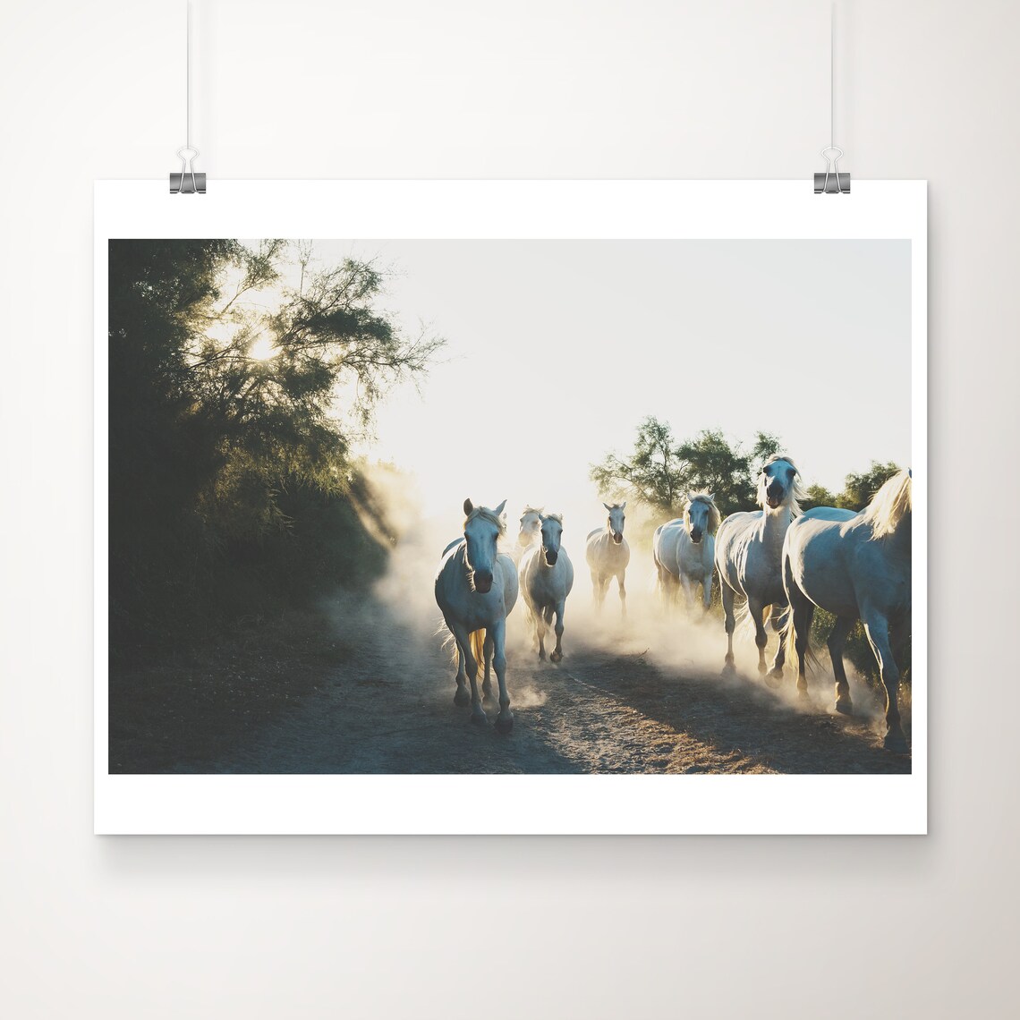 White Camargue Horses Galloping Dusty Trail Sunrise Photo Poster