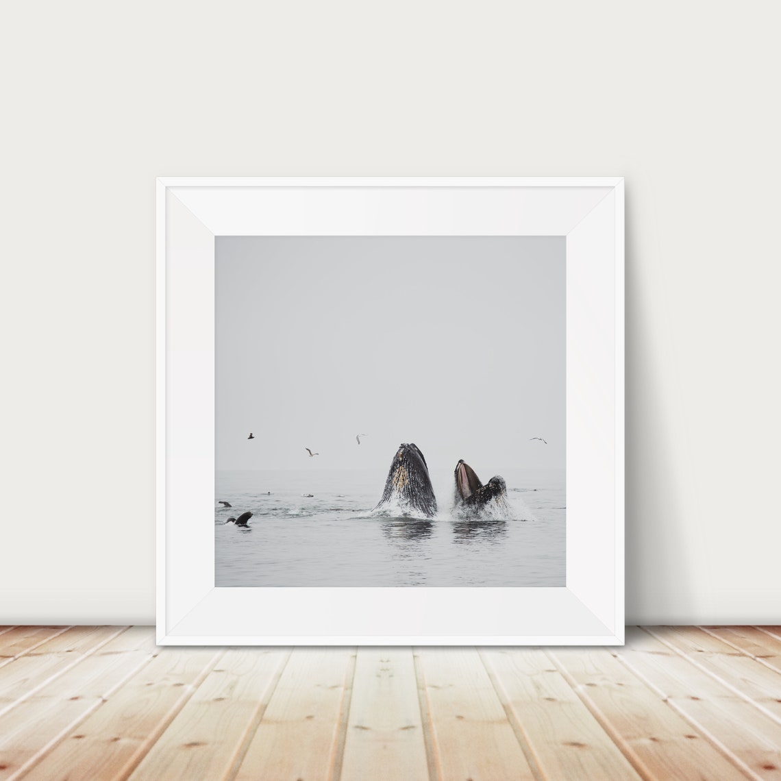 Humpback Whales Lunge Feeding Ocean Wildlife Photography Print