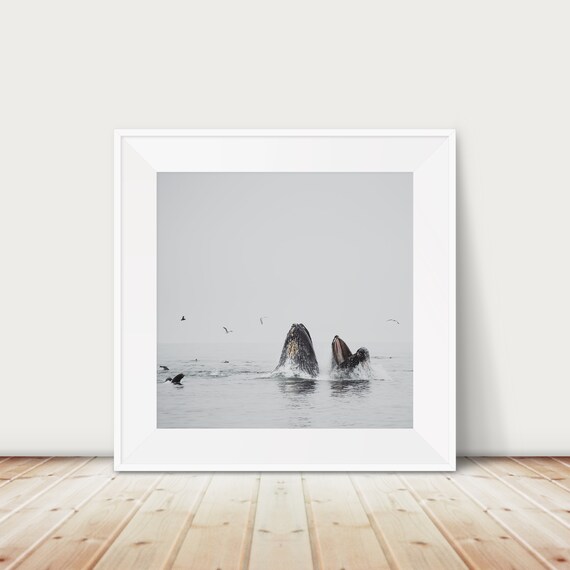 Humpback Whale Photograph Pacific Ocean Animal Print