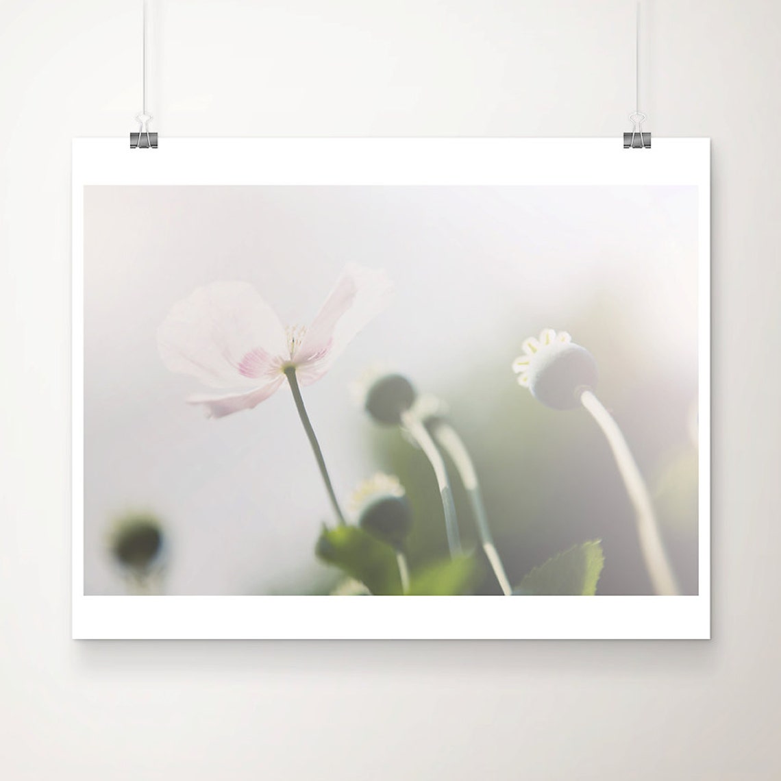 Soft Pink Poppy Glowing Backlit Against Bright Sky Photograph Print