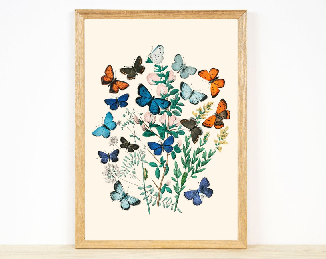 Vintage Butterfly Print Butterfly Illustration Antique Butterfly Botanical Print Butterfly Drawing Nursery Wall Art Art