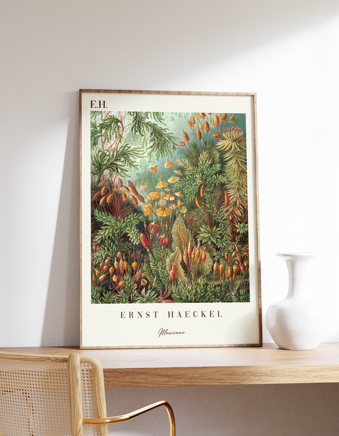 Ernst Haeckel Muscinae Botanical Print, Vintage