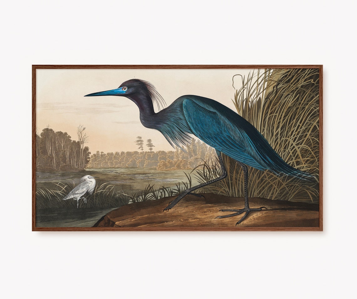Vintage Blue Heron Marsh Wildlife Bird Illustration Art Poster