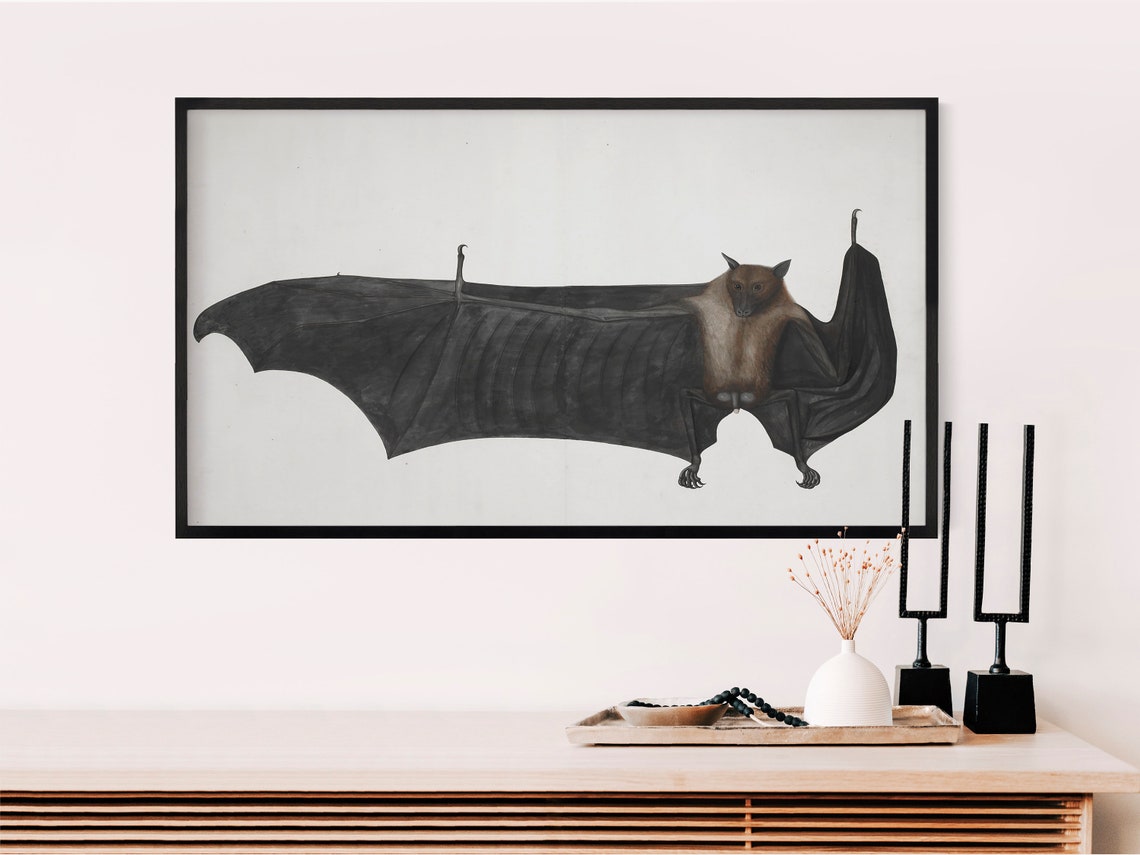Vintage Flying Fox Bat Antique Natural History Artwork Poster - Image 2