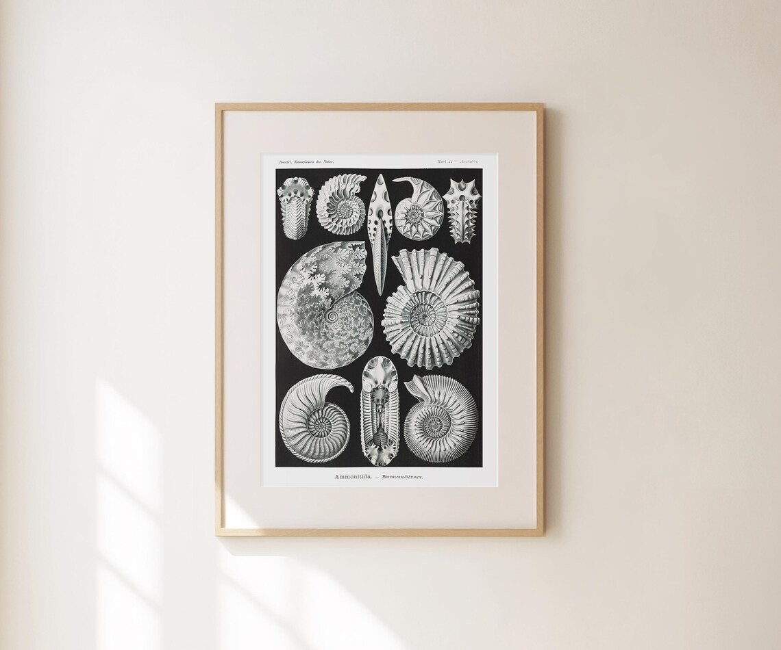 Ernst Haeckel Ammonitida Fossil Shells Black Vintage Natural History Poster - Image 3