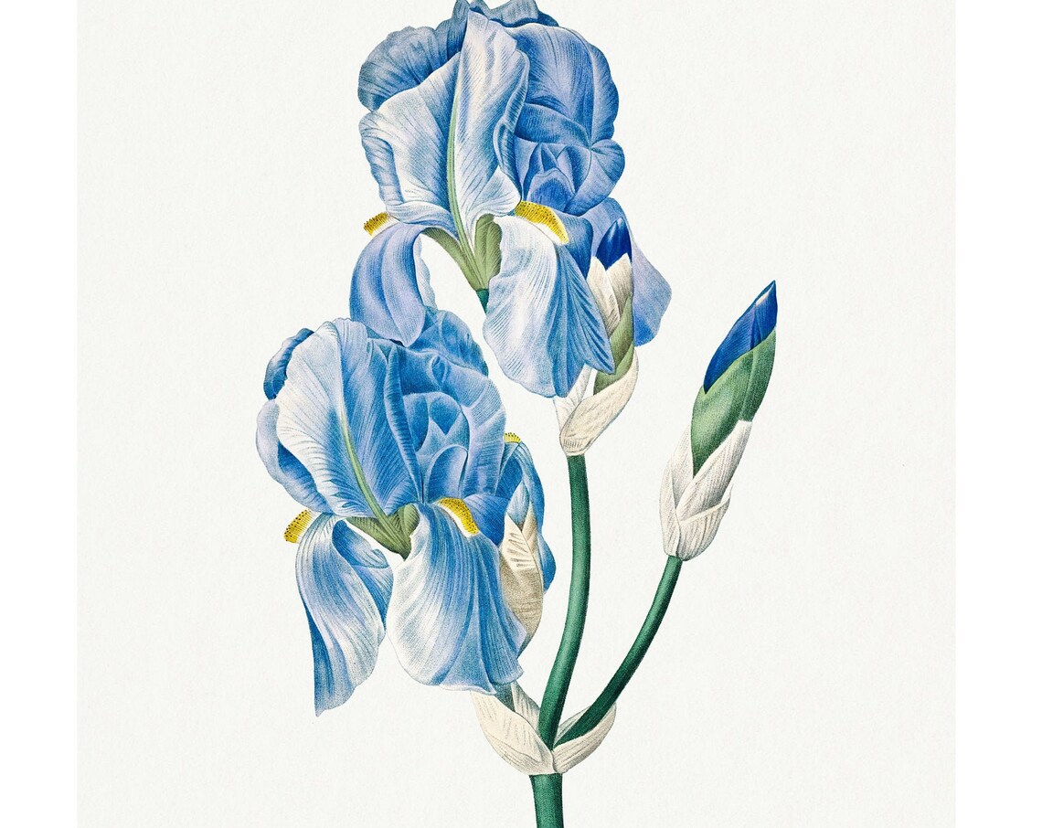 Iris Vintage Lithograph From 1833 Art Print