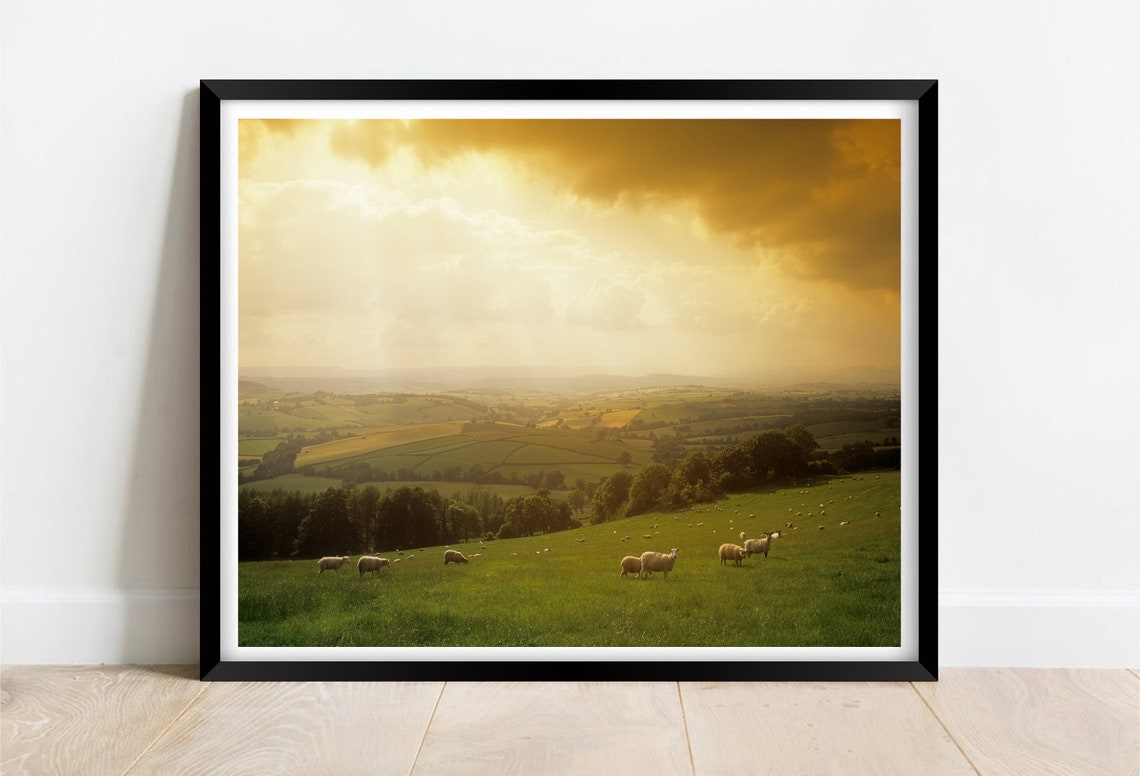 Somerset Countryside Sheep Grazing Golden Sunset Fields Poster