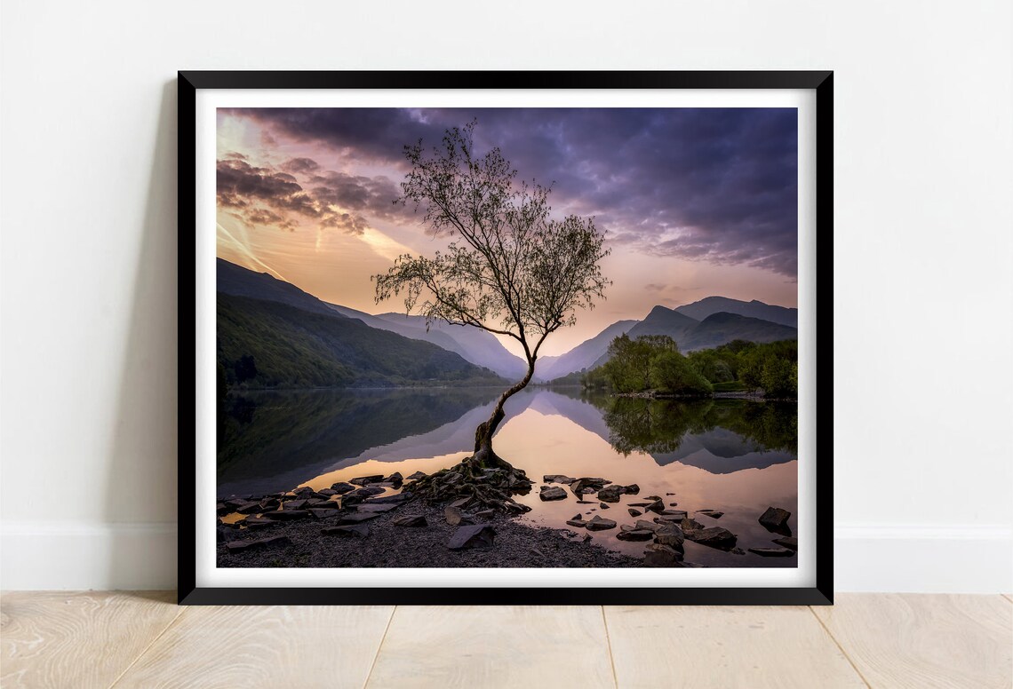Lone Tree, Llyn Padarn Caernarfon Wales Art Print