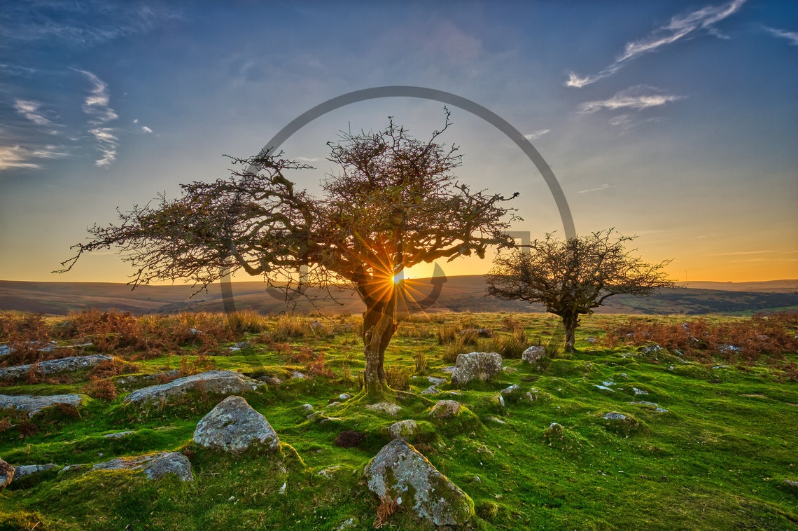 Combestone Tor Dartmoor Sunset Through Ancient Hawthorn Trees Poster - Image 3