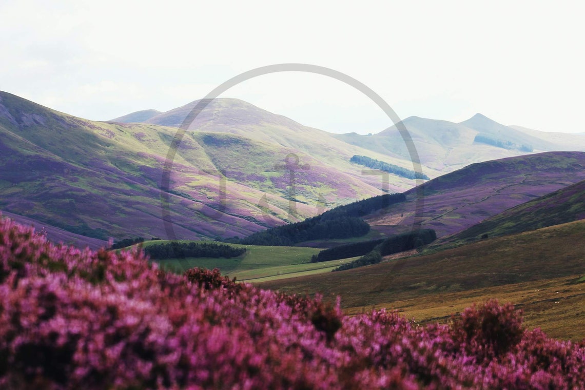 Pentland Hills Scotland Purple Heather Bloom Mountain View Poster - Image 3