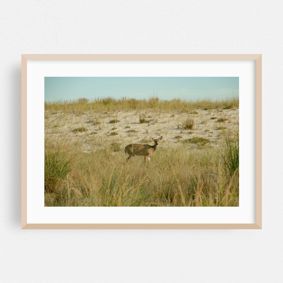 Deer In Coastal Dune Grass Wildlife Nature Photography Scenic Poster