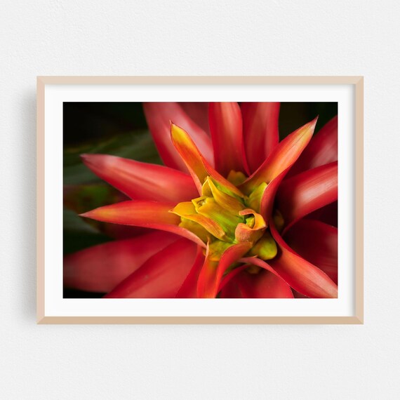Floral Print Botanical Wall Art Tropical Framed Nature Home Decor Garden Poster Flowers Fine Photography Brilliant Bromeliad