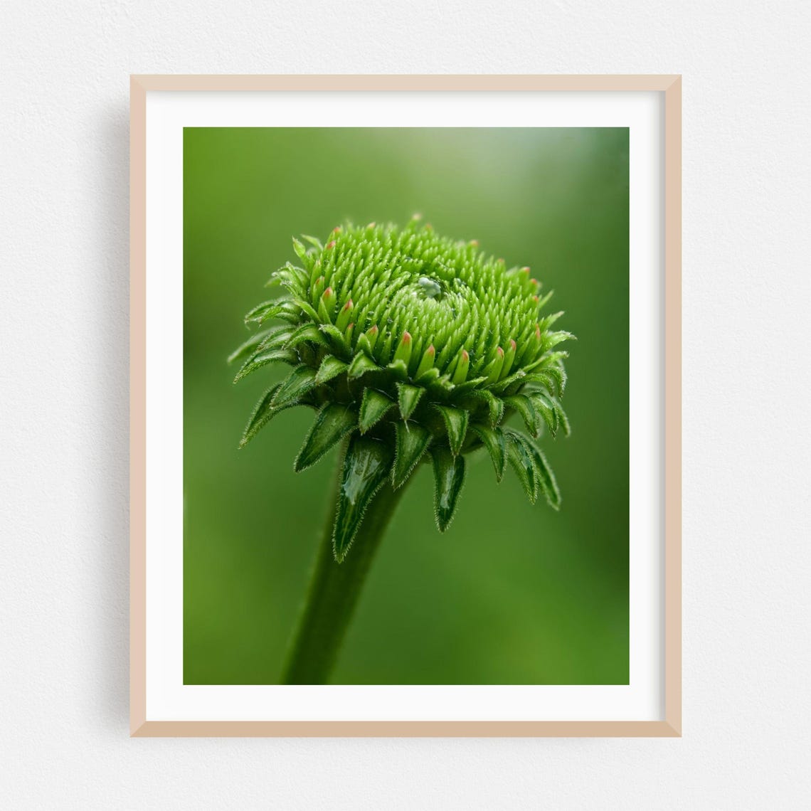 Dew Covered Green Flower Bud Extreme Macro Botanical Photo Poster