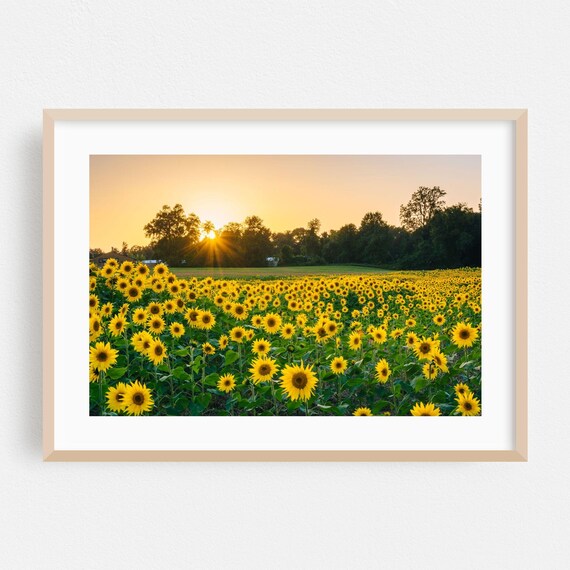 Sunflower Field At Sunset Golden Hour Maryland Farm Photo Poster