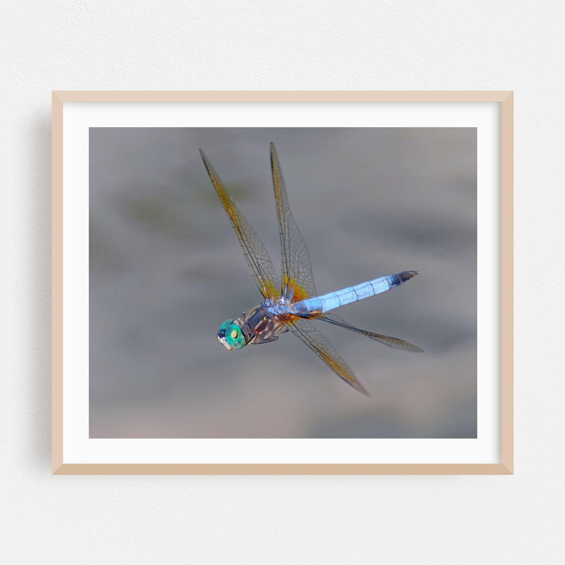 Blue Dragonfly in Flight Close Up Macro Nature Photography Art Poster