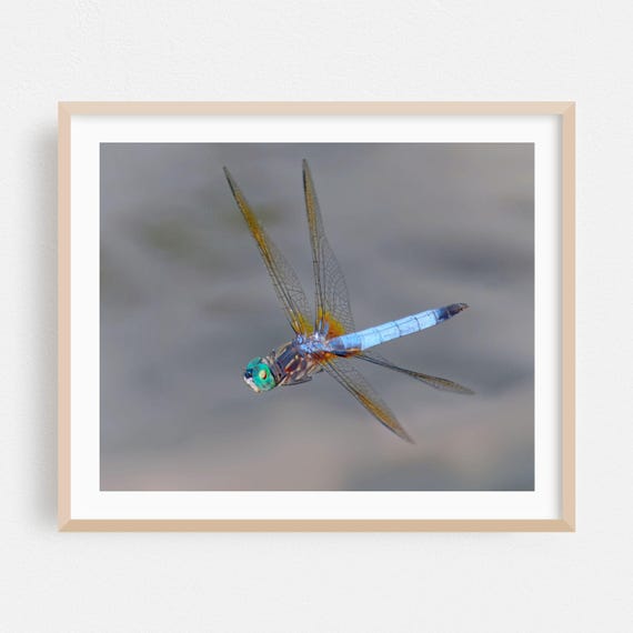 Dragonfly Print Insect Wall Art Wildlife Framed Nature Home Decor Animal Poster Botanical Fine Photography