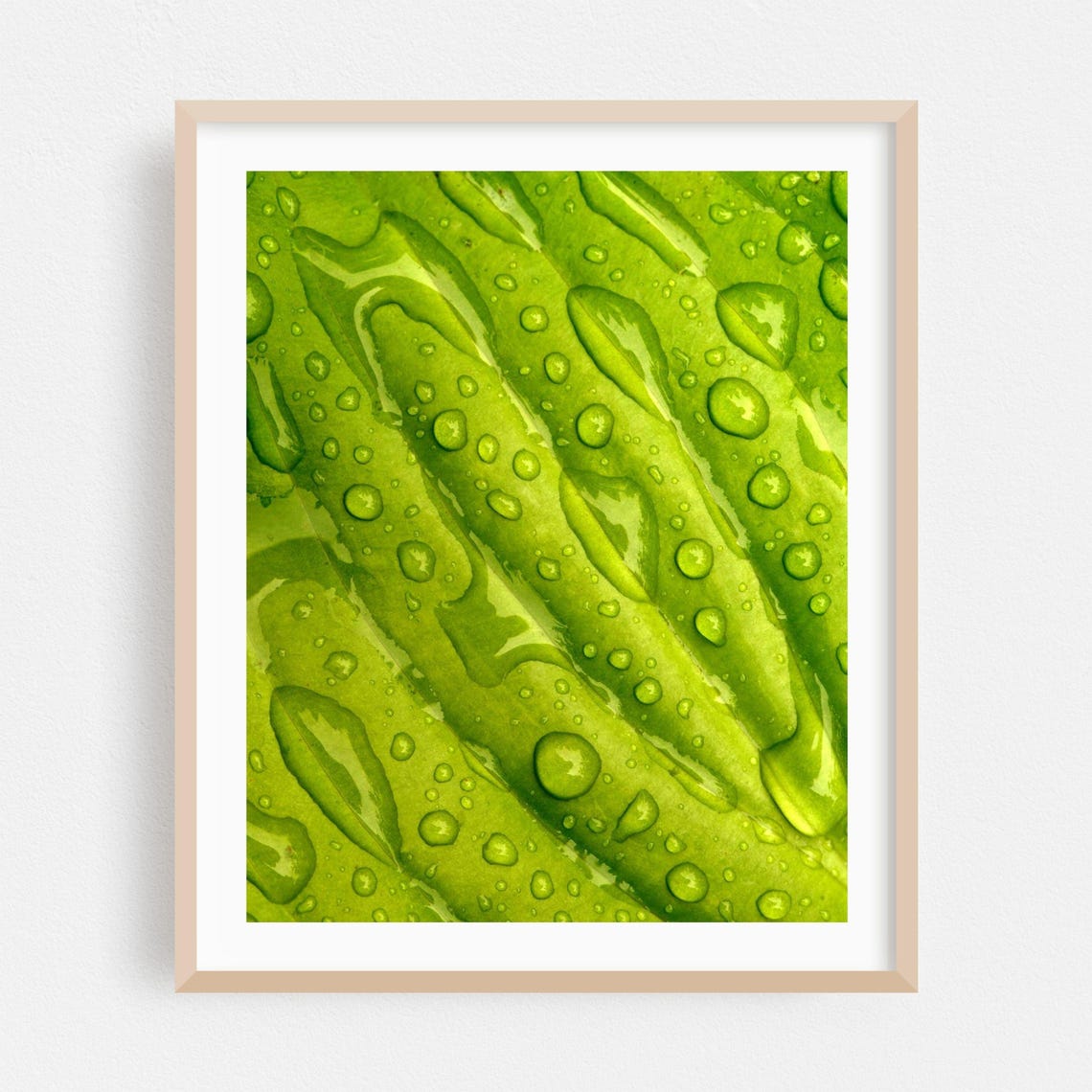 Rainwater Droplets On Green Leaf Macro Nature Photography Poster