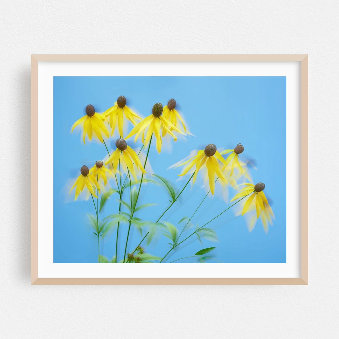 Yellow Coneflowers Wildflowers Against Blue Sky Photography Wall Art