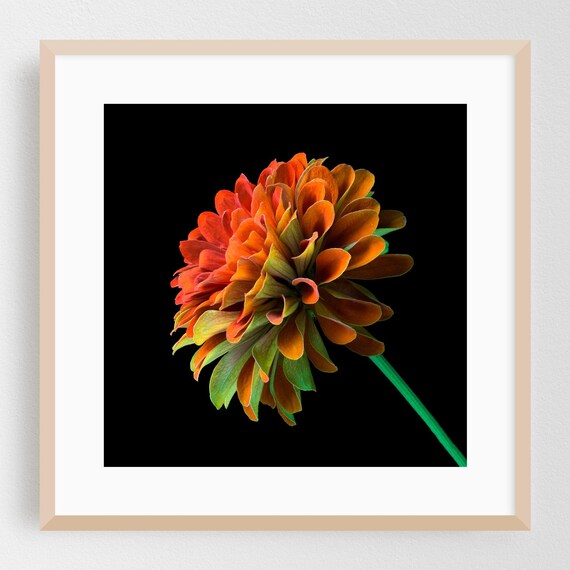 Burnt Orange Bloom Black Background Botanical Macro Photo Print