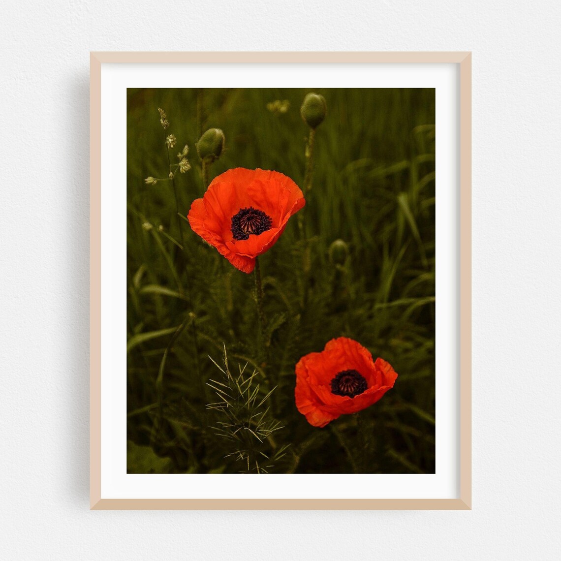 Red Poppies Blooming In Lush Green Summer Meadow Photograph Poster