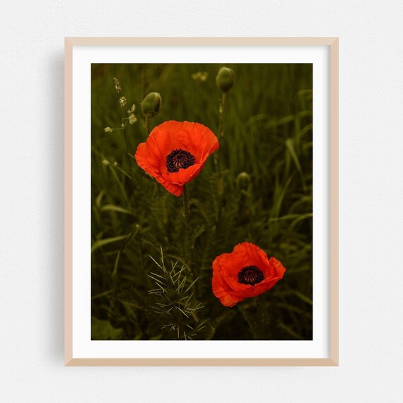 Red Poppies Blooming In Lush Green Summer Meadow Photograph Poster
