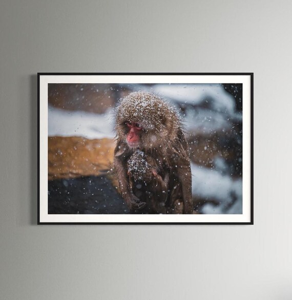 Japanese Snow Monkey Baby Falling Snow Wildlife Photo Poster