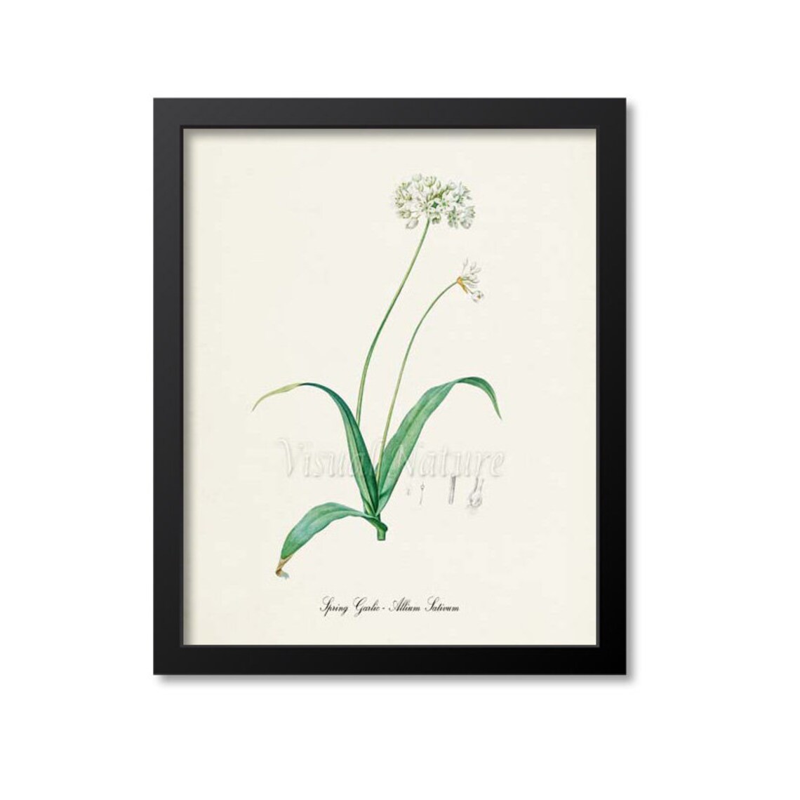 Spring Garlic Allium Sativum Vintage Botanical Herb Art Poster