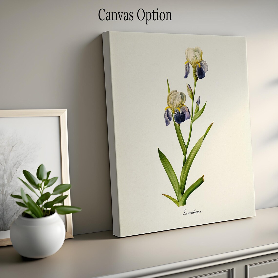 Tall Bearded Iris Botanical Art Print, Redoute Style - Image 2