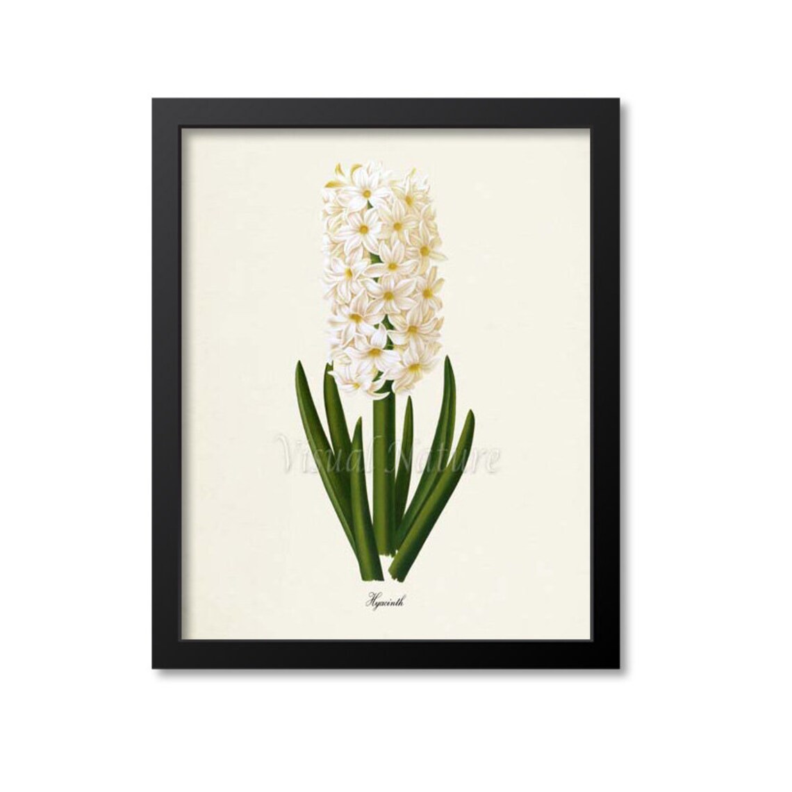 Hyacinth Flower Botanical Art Print, Floral Decor