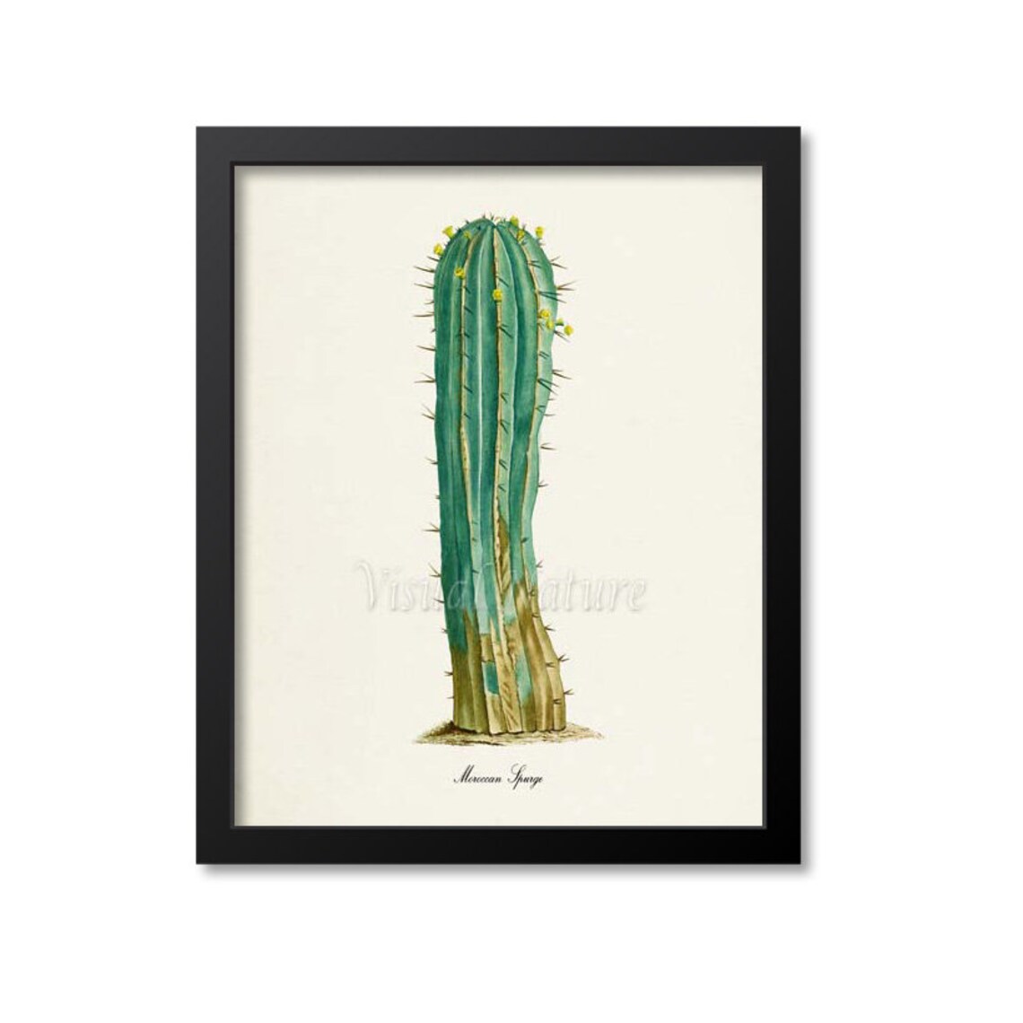 Moroccan Spurge Botanical Wall Art Print, Cactus