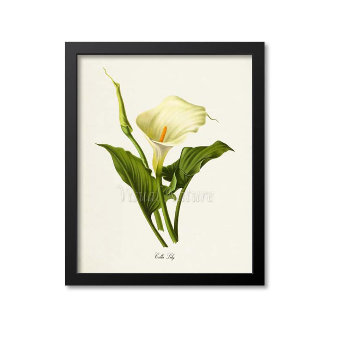 Calla Lily Botanical Floral Wall Art Print, White Lily
