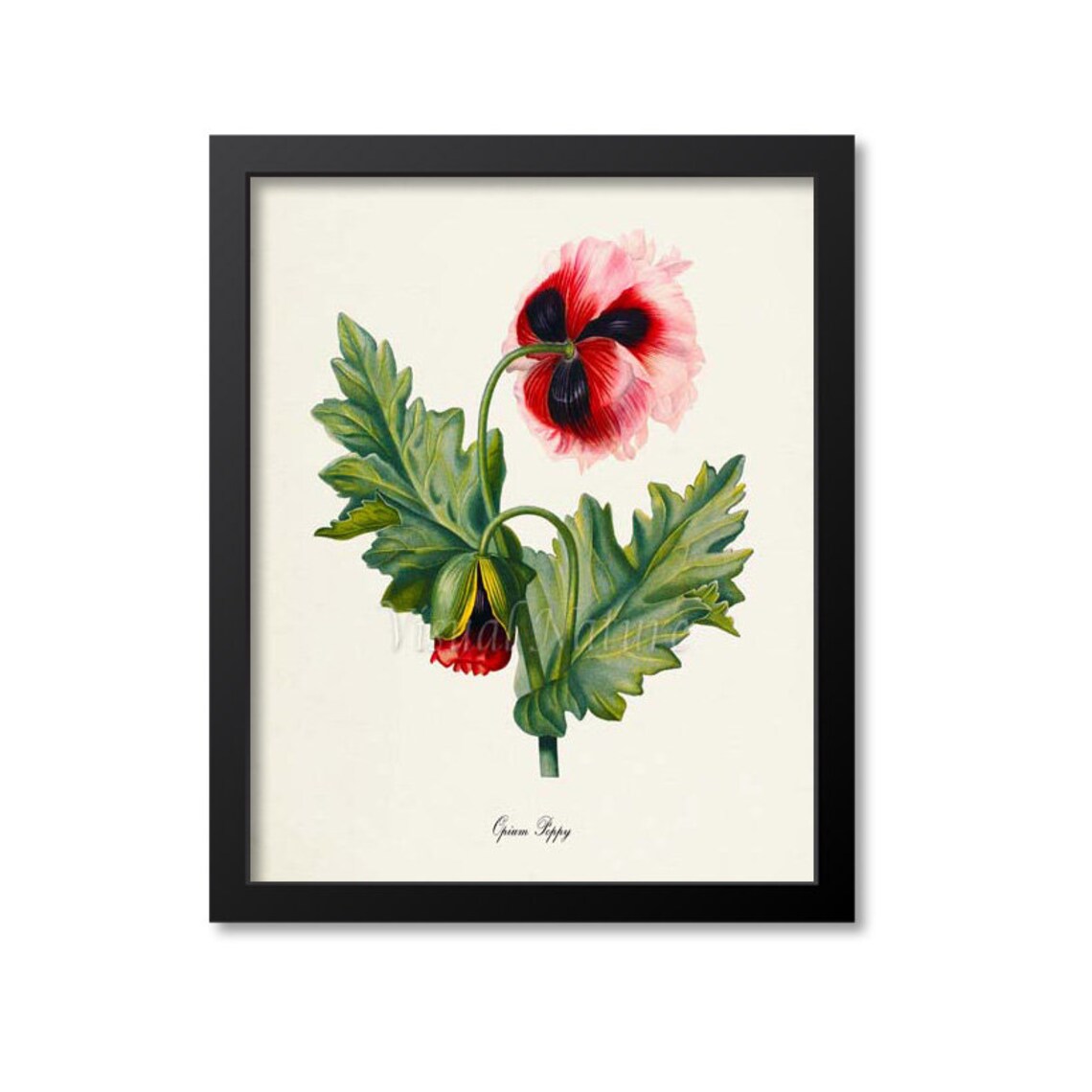 Opium Poppy Flower Art Print, Botanical Decor