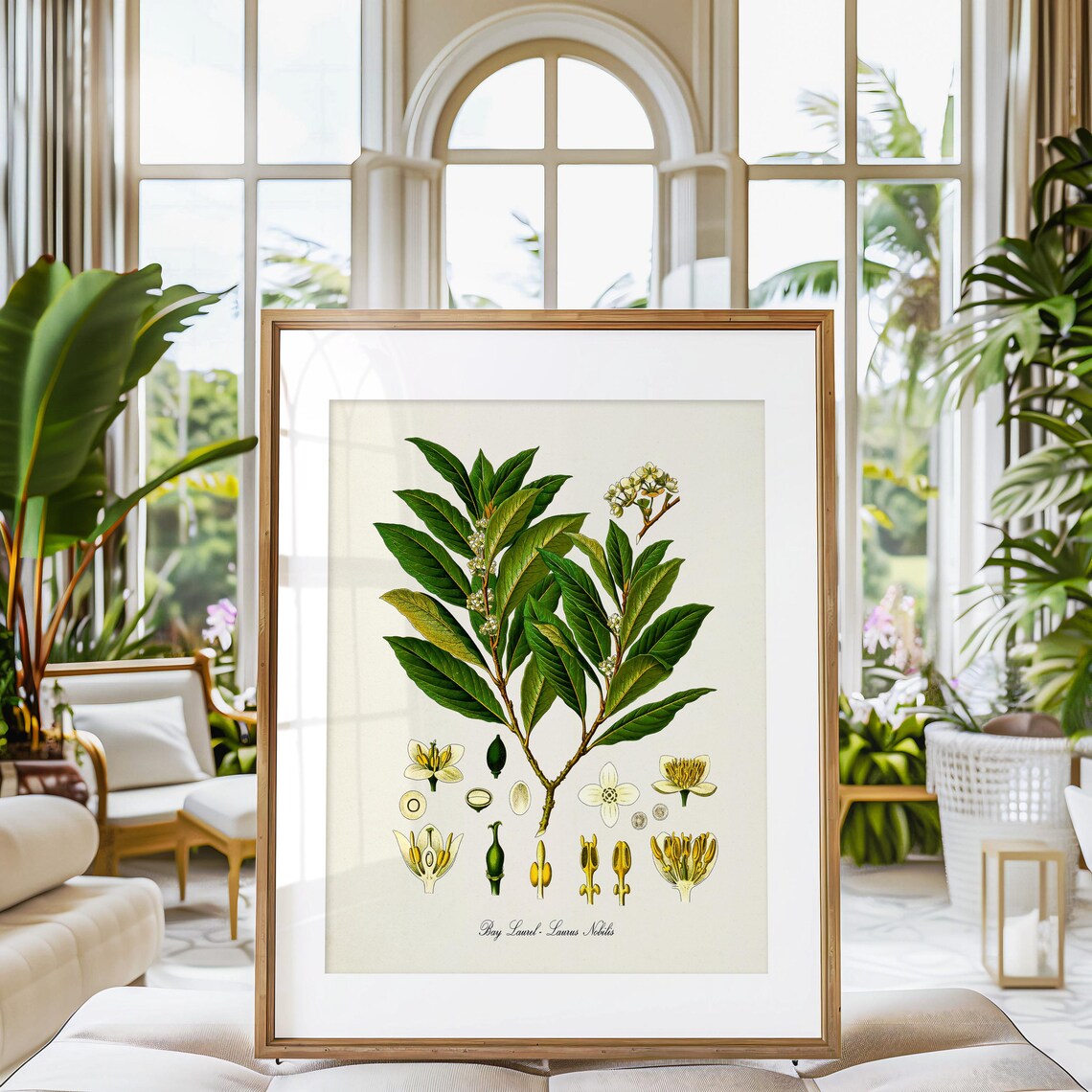 Bay Laurel Botanical Art Print, Laurus Nobilis - Image 3