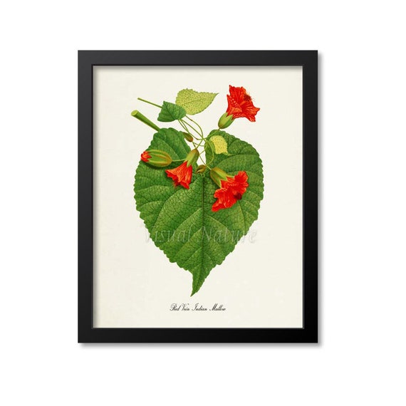Red Vein Indian Mallow, Chinese Lantern Art Print