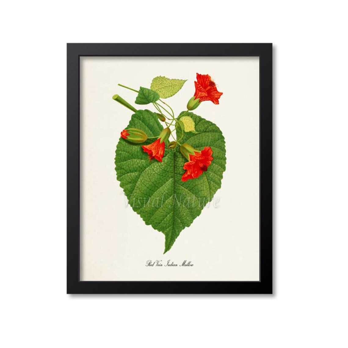 Red Vein Indian Mallow, Chinese Lantern Art Print