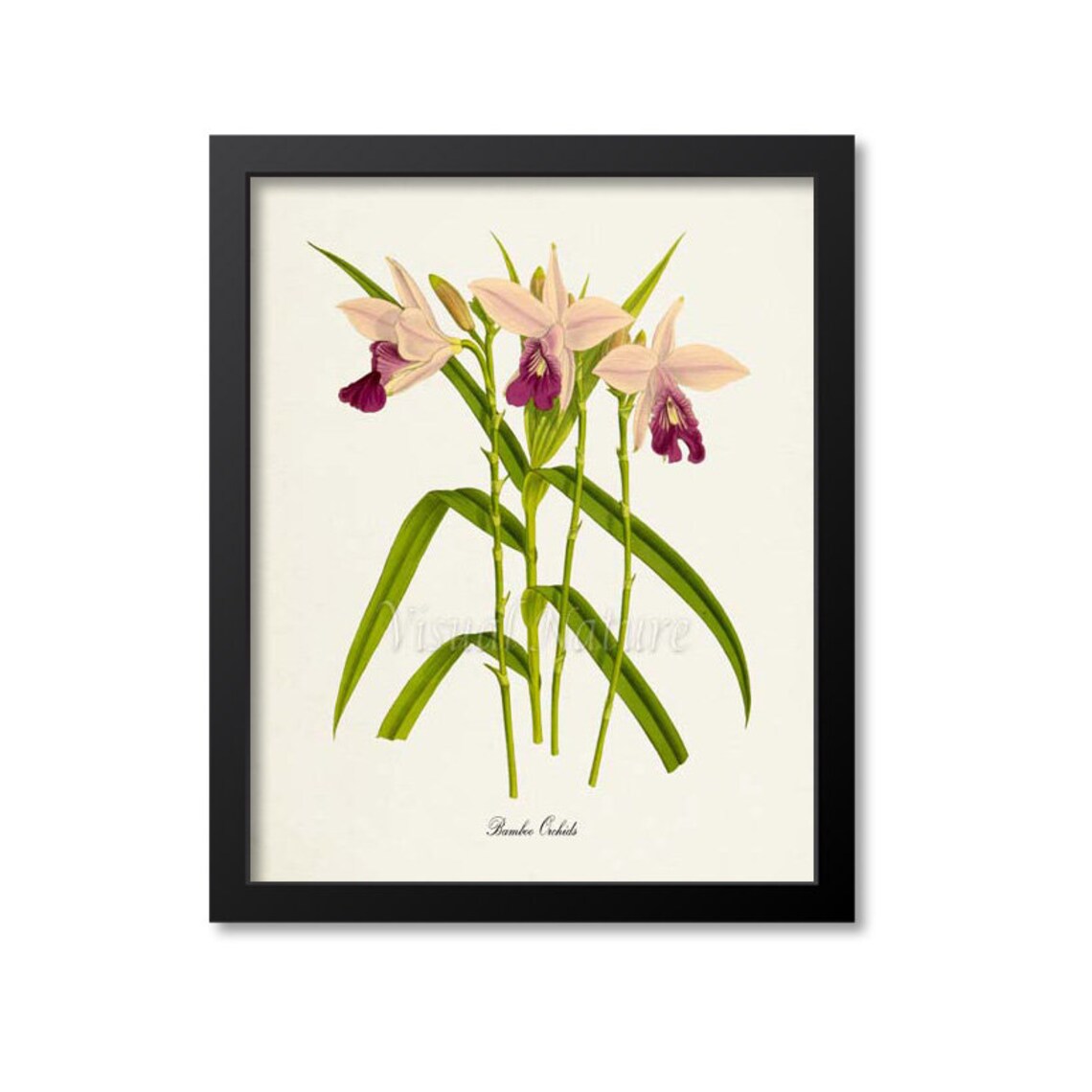 Bamboo Orchids Botanical Wall Art Print, Floral Decor