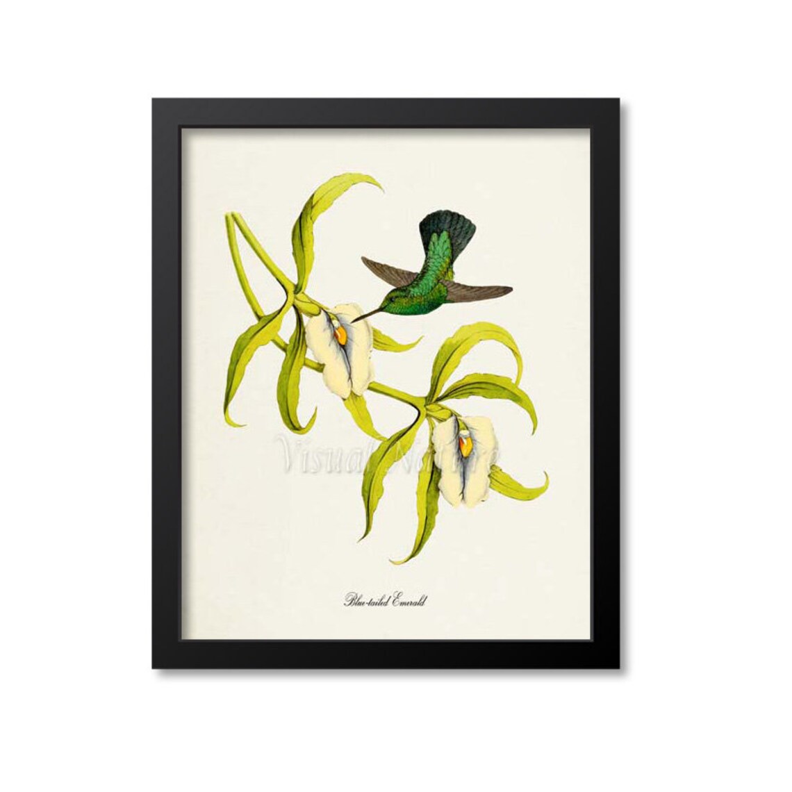 Blue Tailed Emerald Hummingbird Art Print, Green Bird